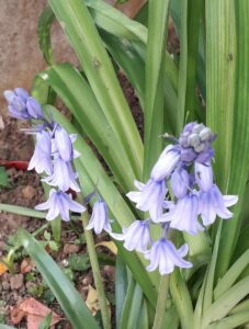 Muscari