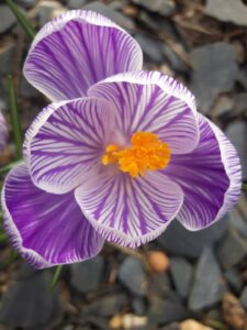 Crocus